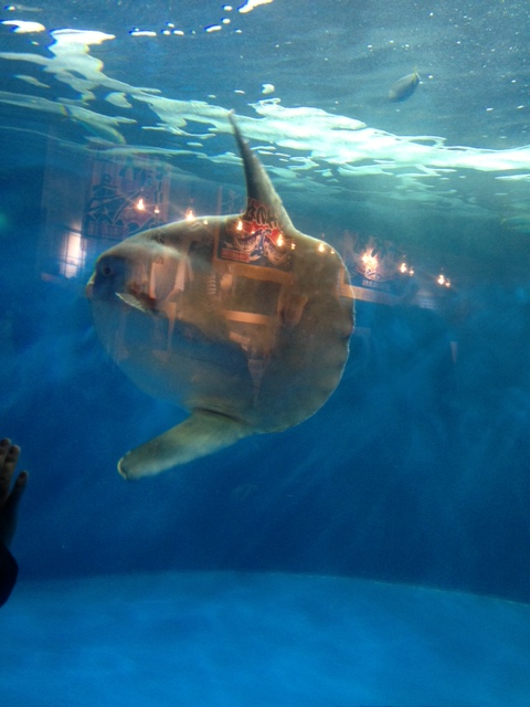 水族館３