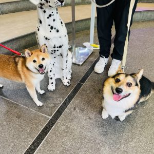 【トレーニング実習】犬が「座って待つ」という課題を理解するまで