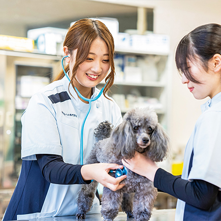 愛玩動物看護科メイン